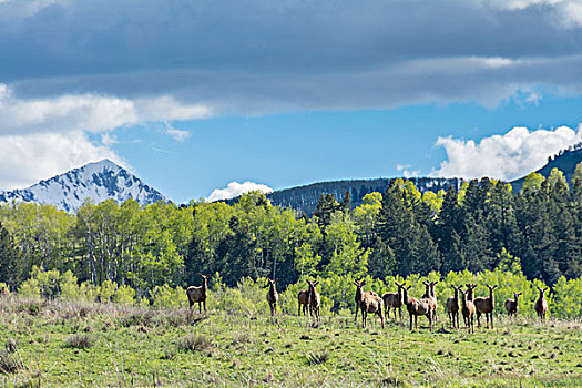 牧群,麋鹿,靠近,特柳赖德,科罗拉多