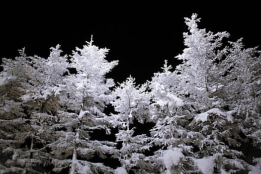 霜冻,树,夜晚