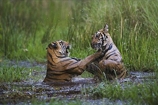 孟加拉虎,虎,幼兽,老,玩,水中,四月,干燥,季节,印度