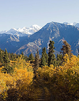 深秋,白杨,叶子,秋色,徒步旅行,绵羊,山,山峦,克卢恩国家公园,自然保护区,育空地区,加拿大