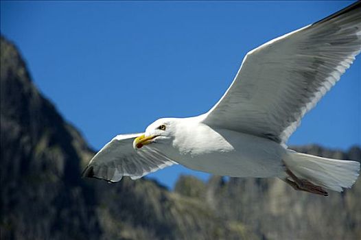 海鸥,飞翔,罗弗敦群岛,挪威