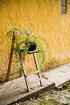 叶子,盆栽,折叠椅,危地马拉