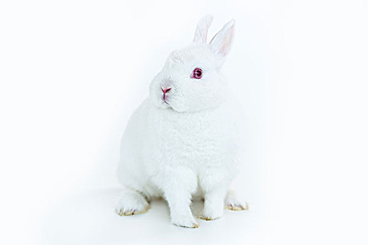 白色,兔子,看镜头