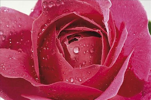 红玫瑰,粉色,遮盖,水中,水滴,特写