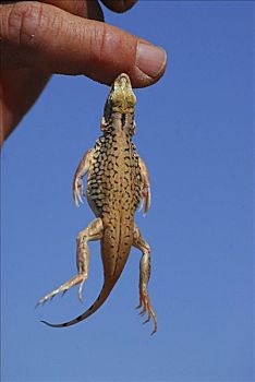 铲,蜥蜴,一个,男人,手指,纳米布沙漠,靠近,纳米比亚
