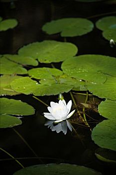 荷花,湖,瑞典