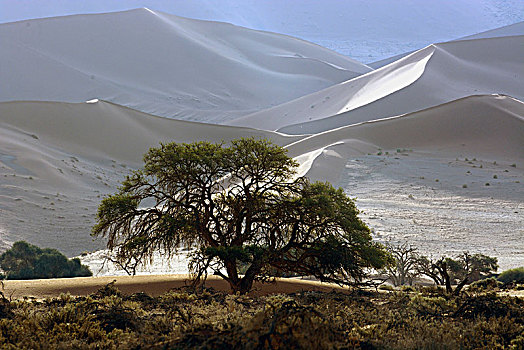 植被,正面,沙丘,纳米比沙漠,区域,纳米比亚,非洲