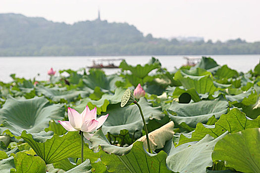 杭州西湖风光