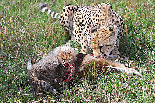 印度豹,吃,杀死,捕食,马赛马拉,肯尼亚,东非