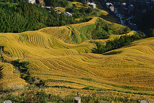 黄金稻香,梯田