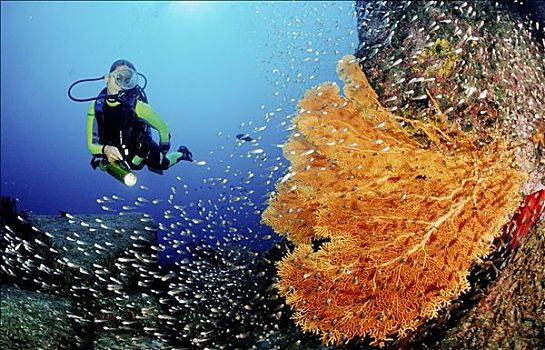潜水者,珊瑚礁,印度洋,普吉岛,斯米兰群岛,安达曼海,泰国