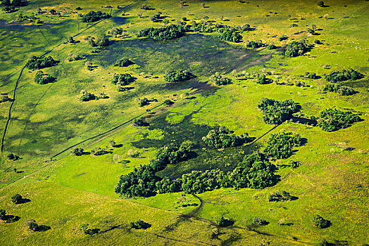 自然,草场,南方,潘塔纳尔,南马托格罗索州,巴西,南美
