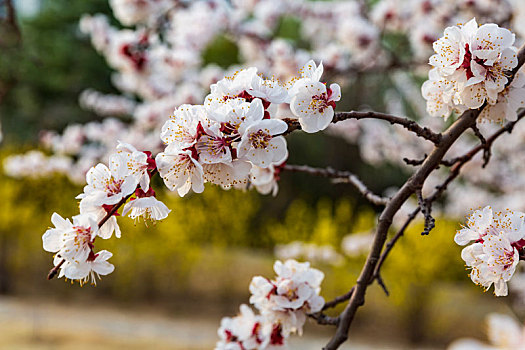 花卉