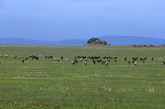 坦桑尼亚,塞伦盖蒂,平原,迁徙,角马,斑马