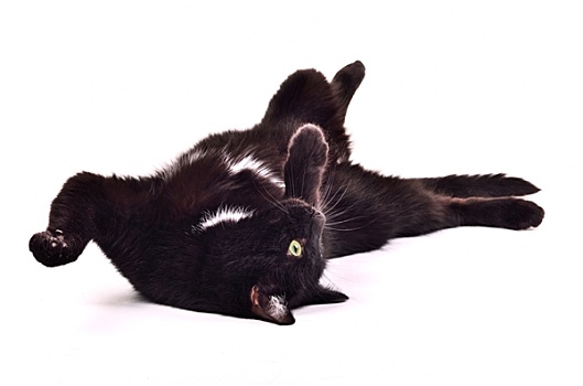黑色,小猫,玩,躺着,背影,倒立