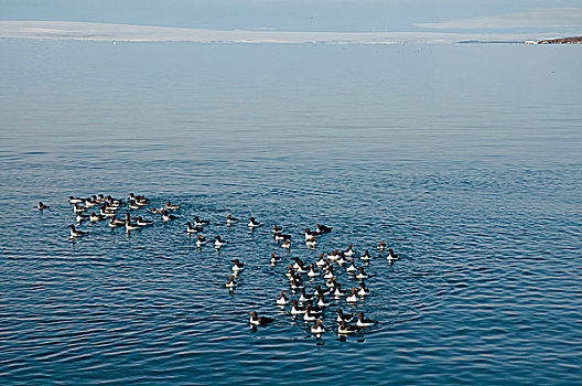 挪威,斯瓦尔巴群岛,斯匹次卑尔根岛,海雀,厚嘴海鸦,成群,游泳,水,海岸