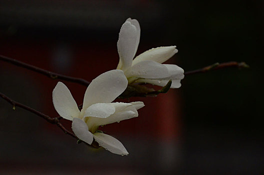 雨润,禅寺