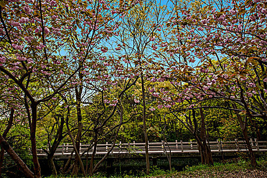 无锡太湖鼋头渚公园樱花园