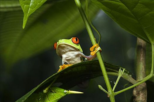 红眼树蛙,叶子,哥斯达黎加
