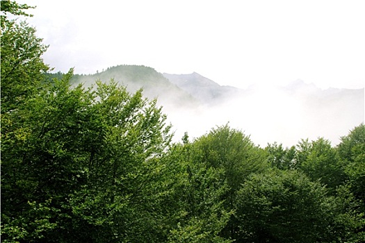 雾状,山,树林,雾,景色,自然