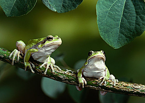 欧洲树蛙,无斑雨蛙,一对,枝头,树