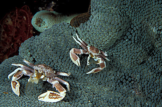 巴布亚新几内亚,瓷蟹
