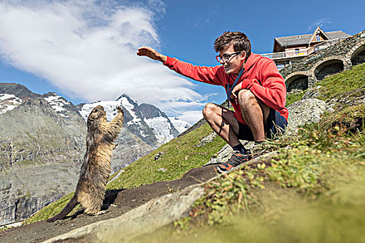 男人,阿尔卑斯山土拨鼠,正面,高,陶安,国家公园,卡林西亚,奥地利