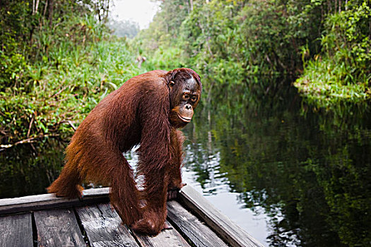 猩猩,黑猩猩,木板路,俯视,河,露营,檀中埠廷国立公园,印度尼西亚