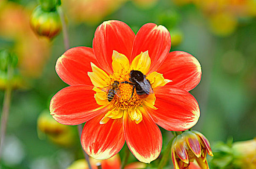 大丽花,品种,盛开,大黄蜂,熊蜂,蜜蜂,北莱茵威斯特伐利亚,德国,欧洲