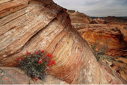 砂岩,科罗拉多高原,亚利桑那,美国