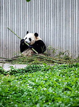 中国四川卧龙国宝大熊猫