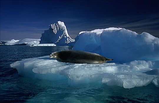 食蝦海豹,躺着,冰河,南极