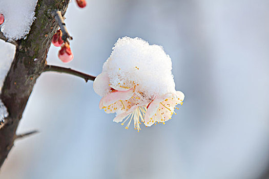 梅花,白雪