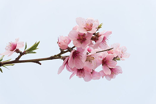 蓝色天空背景下的春天里枝头的一簇桃花