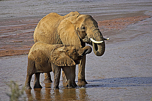 非洲象,喝,河,公园,肯尼亚