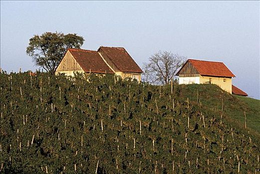 葡萄酒,农业,葡萄种植,奥地利,欧洲