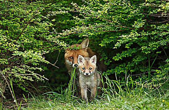 红狐,狐属,小动物,德国,欧洲