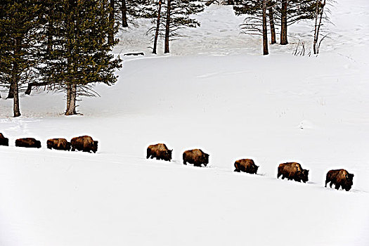 美洲野牛,雪,草地
