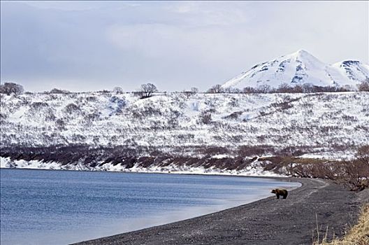 棕熊,靠近,高山湖,堪察加半岛,俄罗斯