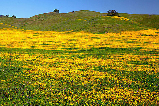 黄色,金矿区,花,加利福尼亚,美国