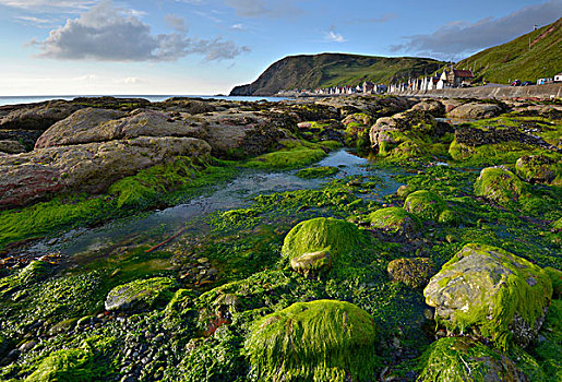 沿岸,风景,藻类,海草,大,石头,捕鱼,乡村,班夫郡,英国,苏格兰,欧洲
