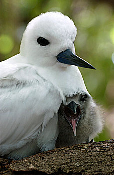 白燕鸥,阿尔巴,幼禽,鸟窝,塞舌尔