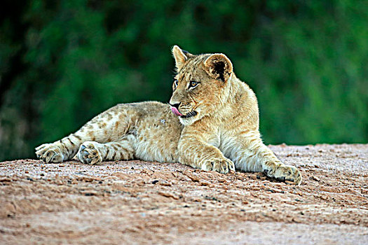 狮子,幼兽,四个,卧,禁猎区,卡拉哈里沙漠,北角,南非,非洲