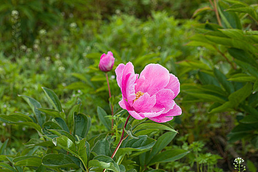 芍药