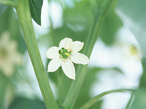 胡椒,花