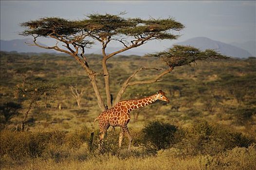长颈鹿,网纹长颈鹿,风景,萨布鲁国家公园,肯尼亚,东非,非洲