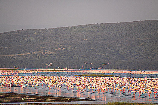 肯尼亚纳库鲁湖火烈鸟-中景