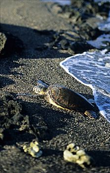 夏威夷,夏威夷大岛,绿海龟,龟类,休息,沙滩,靠近,边缘