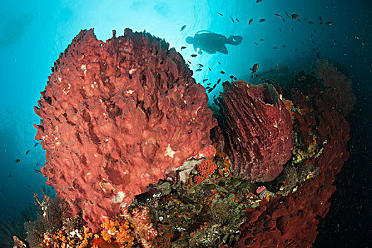 潜水,接近,巨大,海绵,礁石,四王群岛