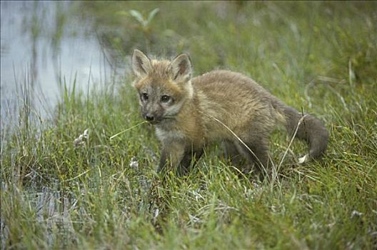 红狐,幼兽,靠近,水,犹他,美国